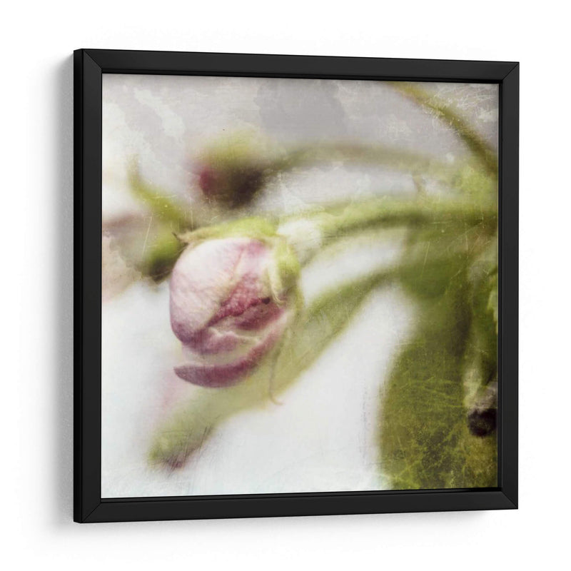 Apple Blossom Iii - Open Journey | Cuadro decorativo de Canvas Lab