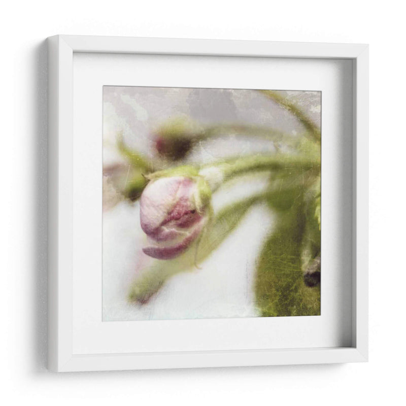 Apple Blossom Iii - Open Journey | Cuadro decorativo de Canvas Lab