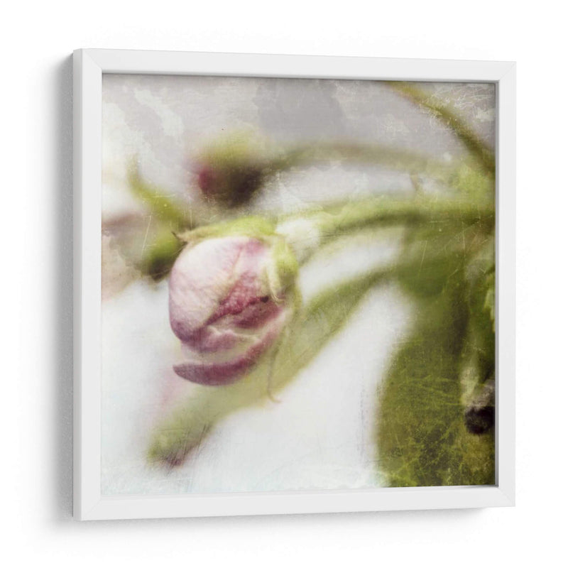 Apple Blossom Iii - Open Journey | Cuadro decorativo de Canvas Lab