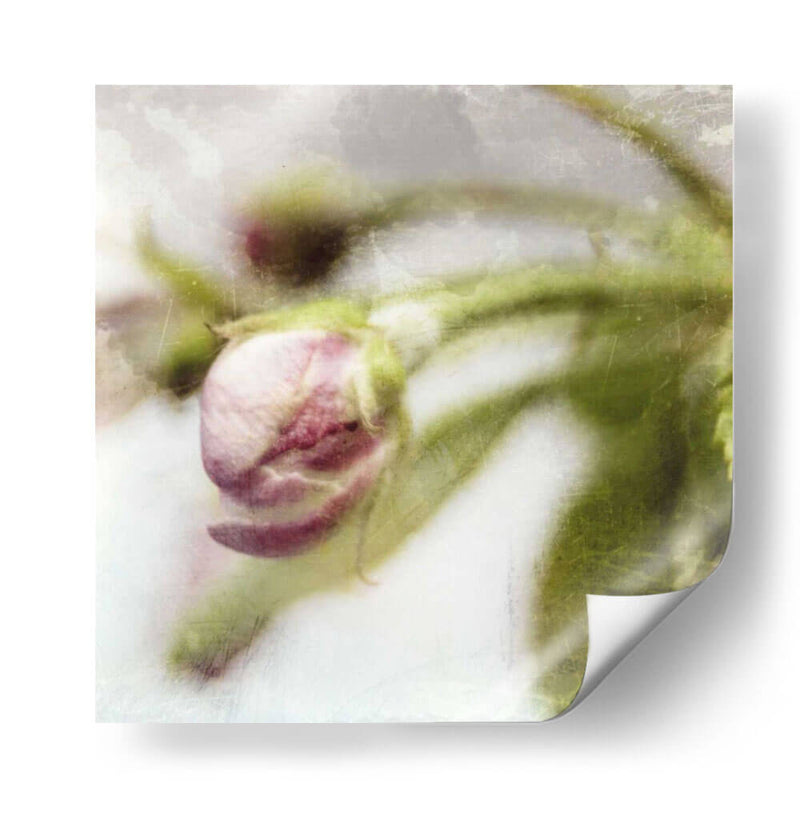 Apple Blossom Iii - Open Journey | Cuadro decorativo de Canvas Lab