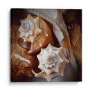 Conchas Macro Iii - Rachel Perry | Cuadro decorativo de Canvas Lab