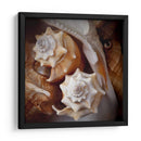 Conchas Macro Iii - Rachel Perry | Cuadro decorativo de Canvas Lab