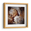 Conchas Macro Iii - Rachel Perry | Cuadro decorativo de Canvas Lab