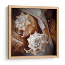 Conchas Macro Iii - Rachel Perry | Cuadro decorativo de Canvas Lab