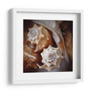 Conchas Macro Iii - Rachel Perry | Cuadro decorativo de Canvas Lab