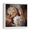 Conchas Macro Iii - Rachel Perry | Cuadro decorativo de Canvas Lab
