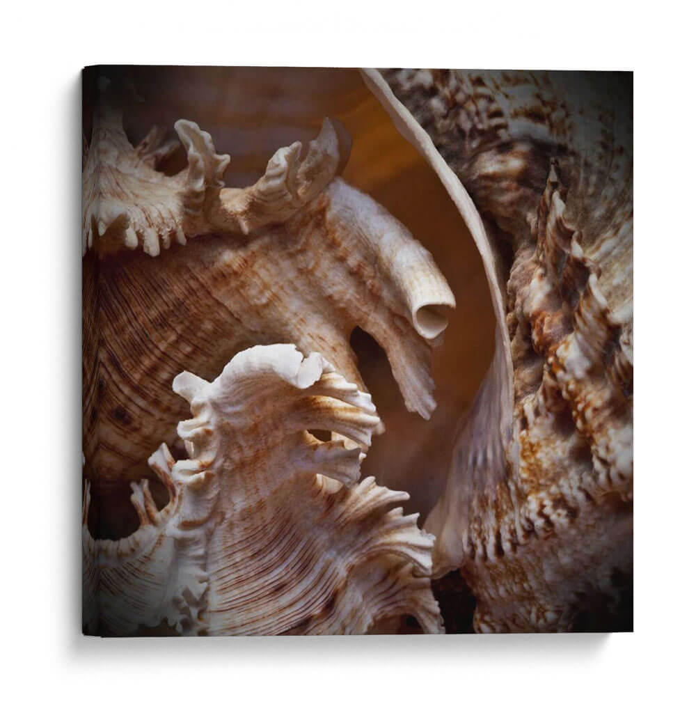 Conchas Macro Iv - Rachel Perry | Cuadro decorativo de Canvas Lab