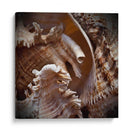 Conchas Macro Iv - Rachel Perry | Cuadro decorativo de Canvas Lab