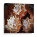 Conchas Macro Vii - Rachel Perry | Cuadro decorativo de Canvas Lab