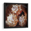 Conchas Macro Vii - Rachel Perry | Cuadro decorativo de Canvas Lab