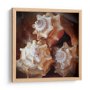 Conchas Macro Vii - Rachel Perry | Cuadro decorativo de Canvas Lab