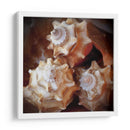 Conchas Macro Vii - Rachel Perry | Cuadro decorativo de Canvas Lab