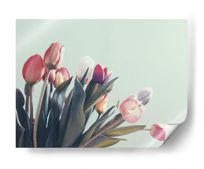 Suaves tulipanes | Cuadro decorativo de Canvas Lab