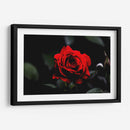 Rosa - Alvaro Martinz | Cuadro decorativo de Canvas Lab