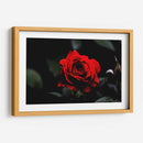 Rosa - Alvaro Martinz | Cuadro decorativo de Canvas Lab