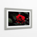 Rosa - Alvaro Martinz | Cuadro decorativo de Canvas Lab