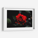 Rosa - Alvaro Martinz | Cuadro decorativo de Canvas Lab