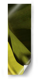 Detalle De La Hoja Iii - Tang Ling | Cuadro decorativo de Canvas Lab