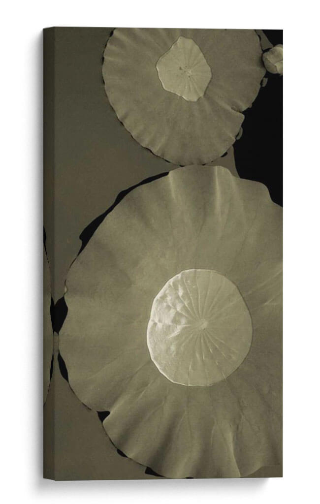 Lotus I - Tang Ling | Cuadro decorativo de Canvas Lab