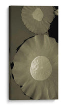 Lotus I - Tang Ling | Cuadro decorativo de Canvas Lab