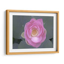 Rubor De Loto I - Jim Christensen | Cuadro decorativo de Canvas Lab