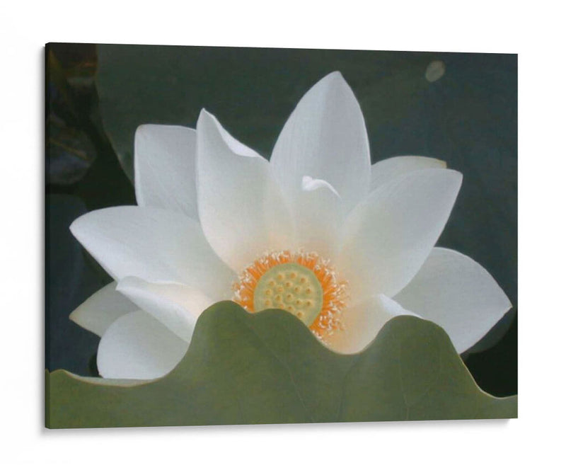 Delicado Lotus Iii - Jim Christensen | Cuadro decorativo de Canvas Lab