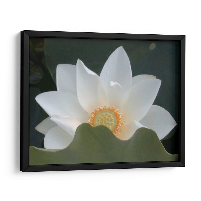 Delicado Lotus Iii - Jim Christensen | Cuadro decorativo de Canvas Lab