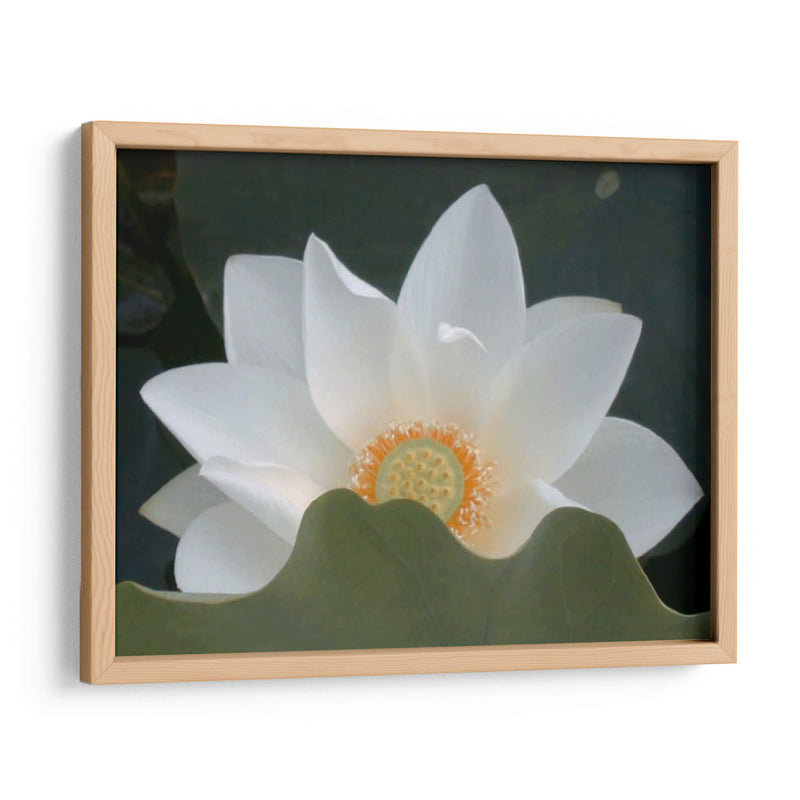 Delicado Lotus Iii - Jim Christensen | Cuadro decorativo de Canvas Lab