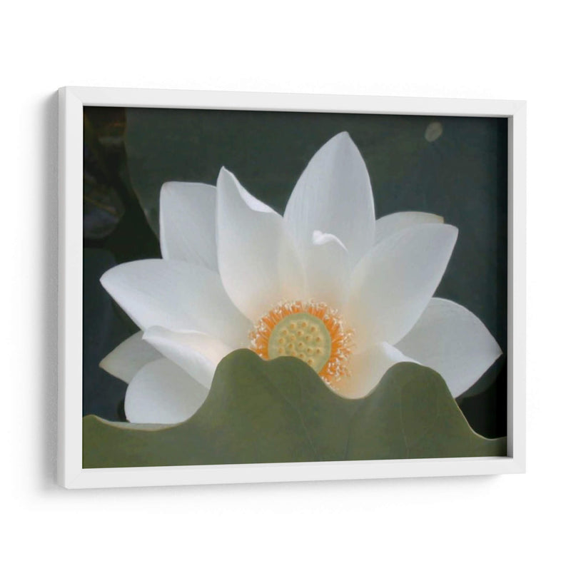 Delicado Lotus Iii - Jim Christensen | Cuadro decorativo de Canvas Lab