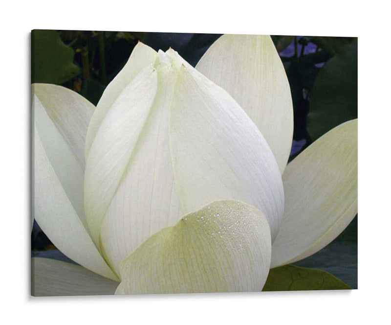 Delicado Lotus Iv - Jim Christensen | Cuadro decorativo de Canvas Lab