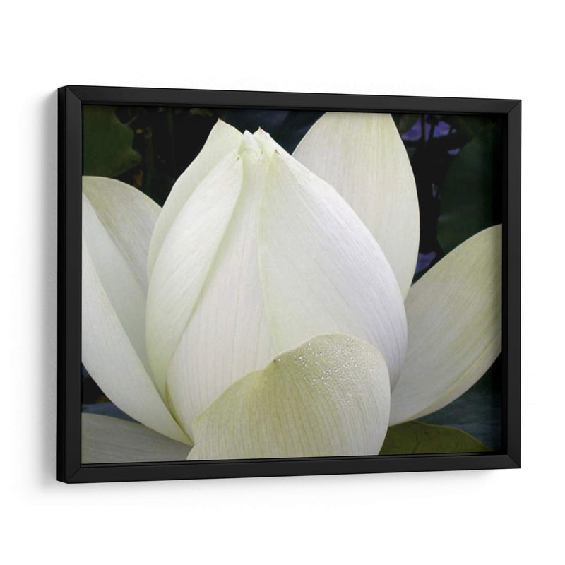 Delicado Lotus Iv - Jim Christensen | Cuadro decorativo de Canvas Lab