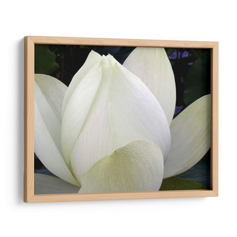 Delicado Lotus Iv - Jim Christensen | Cuadro decorativo de Canvas Lab