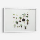 Suculentas con raíz | Cuadro decorativo de Canvas Lab