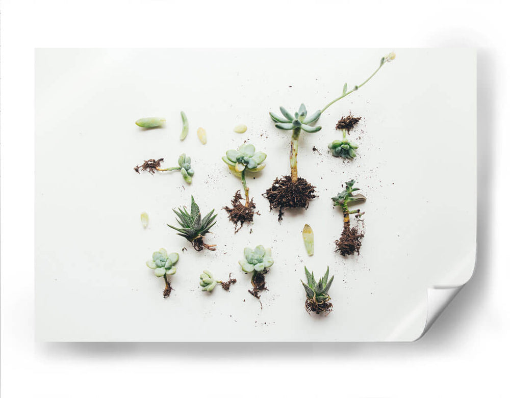 Suculentas con raíz | Cuadro decorativo de Canvas Lab