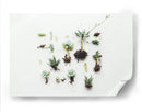 Suculentas con raíz | Cuadro decorativo de Canvas Lab