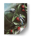 Verano Azul Jays - Kevin Daniel | Cuadro decorativo de Canvas Lab