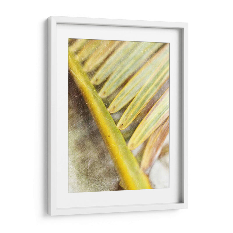 Estudio Frond Ii Ii - Emily Robinson | Cuadro decorativo de Canvas Lab