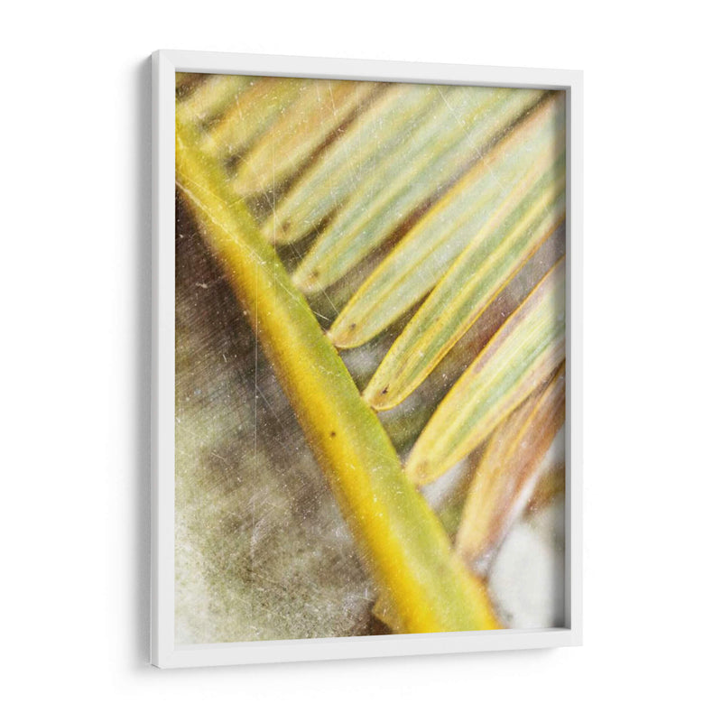 Estudio Frond Ii Ii - Emily Robinson | Cuadro decorativo de Canvas Lab