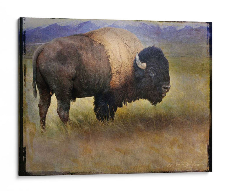 Bison Retrato Ii - Chris Vest | Cuadro decorativo de Canvas Lab