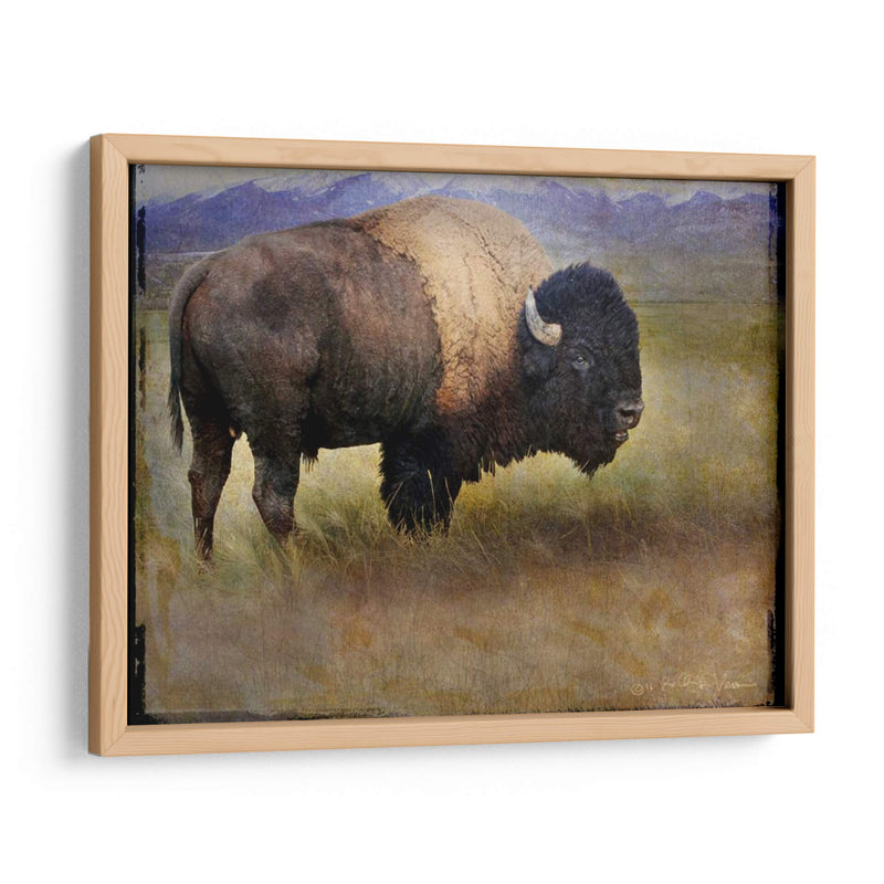 Bison Retrato Ii - Chris Vest | Cuadro decorativo de Canvas Lab