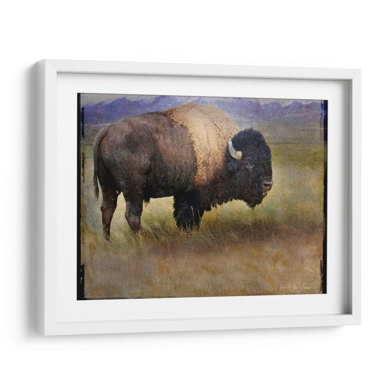 Bison Retrato Ii - Chris Vest | Cuadro decorativo de Canvas Lab