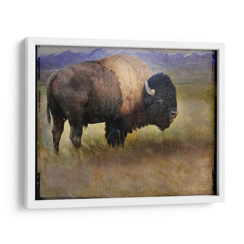 Bison Retrato Ii - Chris Vest | Cuadro decorativo de Canvas Lab