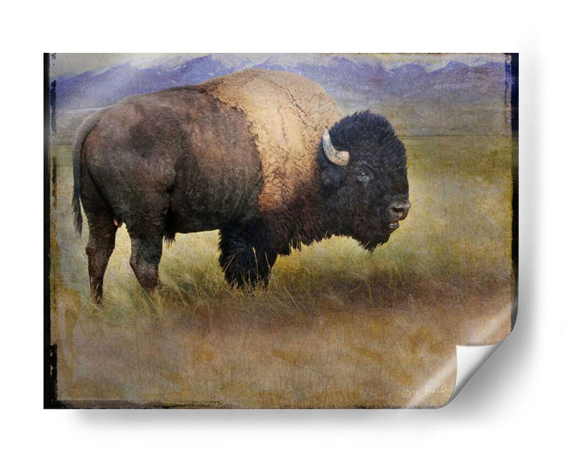 Bison Retrato Ii - Chris Vest | Cuadro decorativo de Canvas Lab