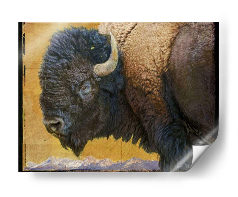 Bison Retrato Iii - Chris Vest | Cuadro decorativo de Canvas Lab