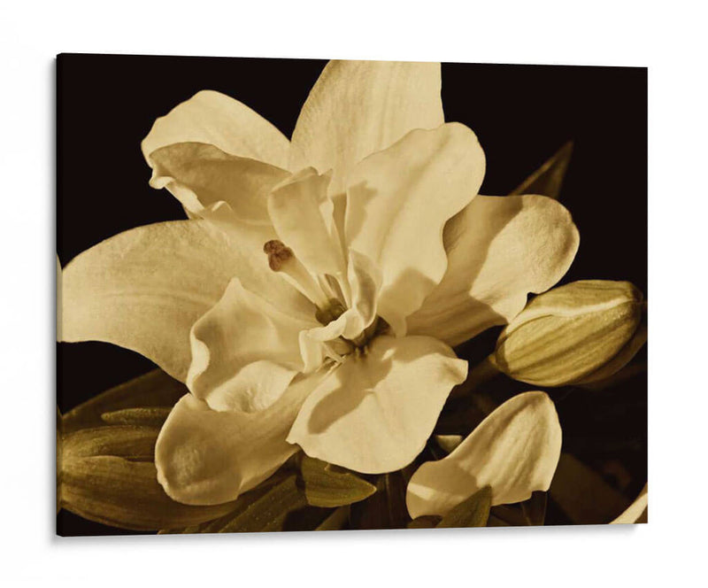 Yvoire Flor I - Rachel Perry | Cuadro decorativo de Canvas Lab