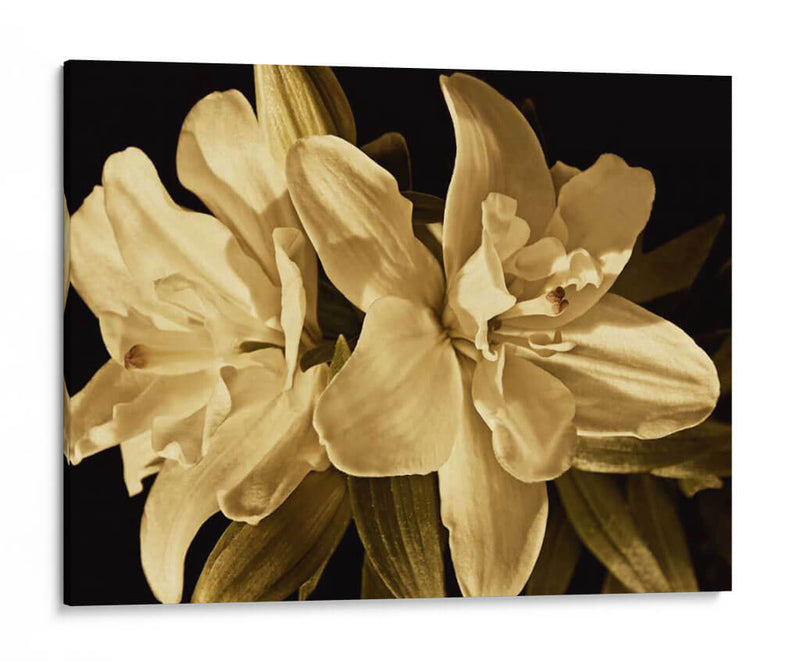 Yvoire Flower Ii - Rachel Perry | Cuadro decorativo de Canvas Lab