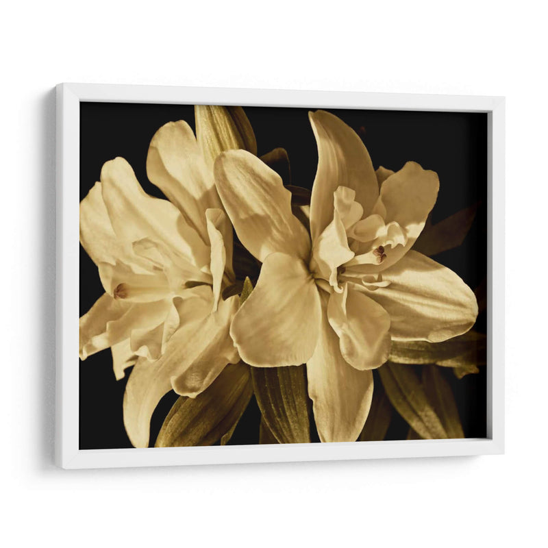 Yvoire Flower Ii - Rachel Perry | Cuadro decorativo de Canvas Lab