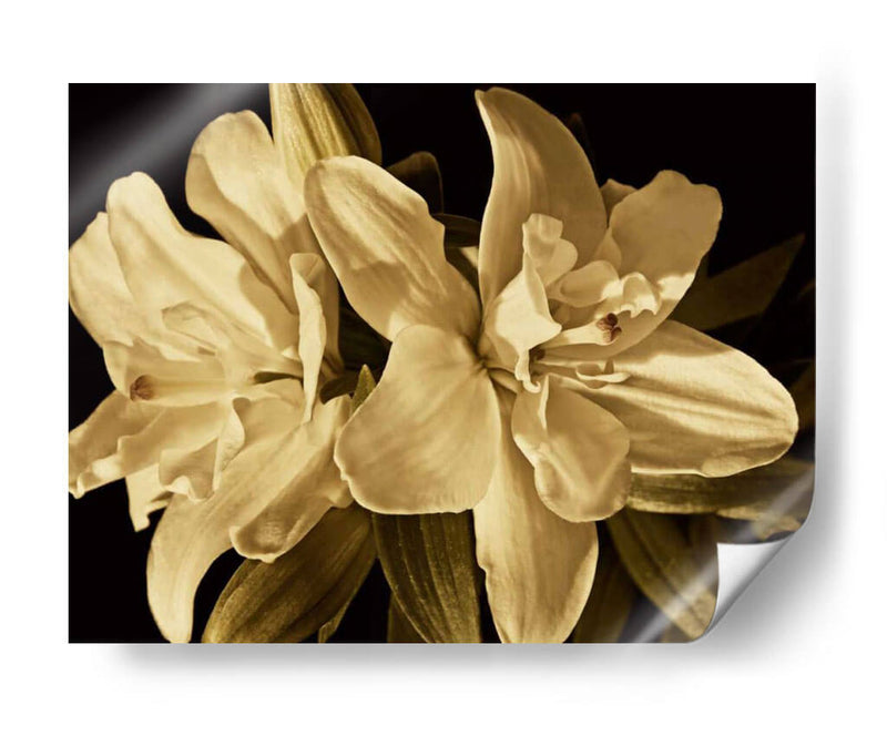 Yvoire Flower Ii - Rachel Perry | Cuadro decorativo de Canvas Lab