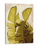 Palm Fronds Iii - Rachel Perry | Cuadro decorativo de Canvas Lab
