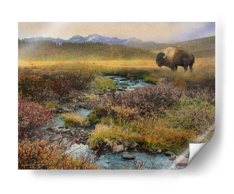 Bison Y Creek - Chris Vest | Cuadro decorativo de Canvas Lab